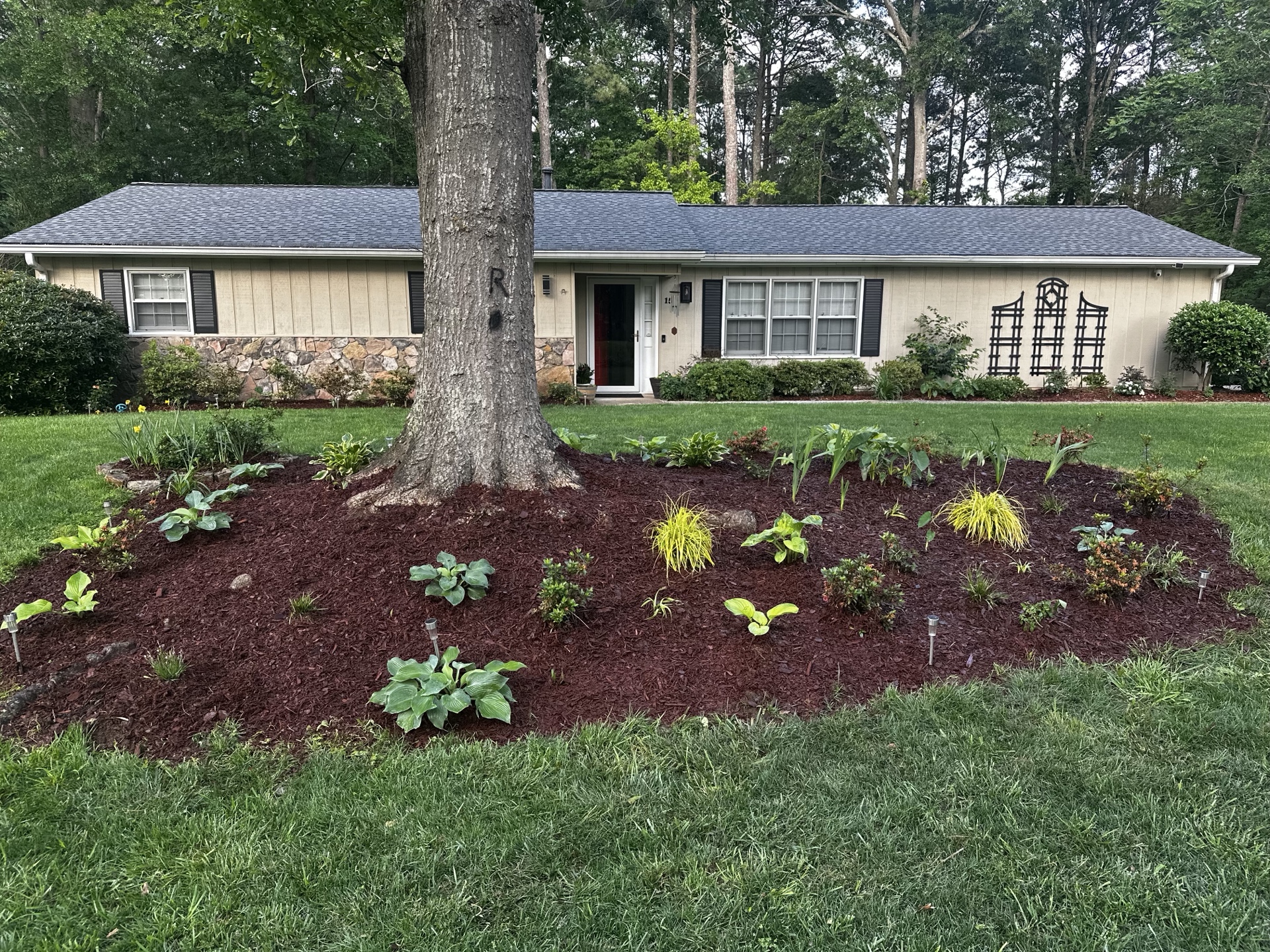 Mulch bed around tree with sparse plantings