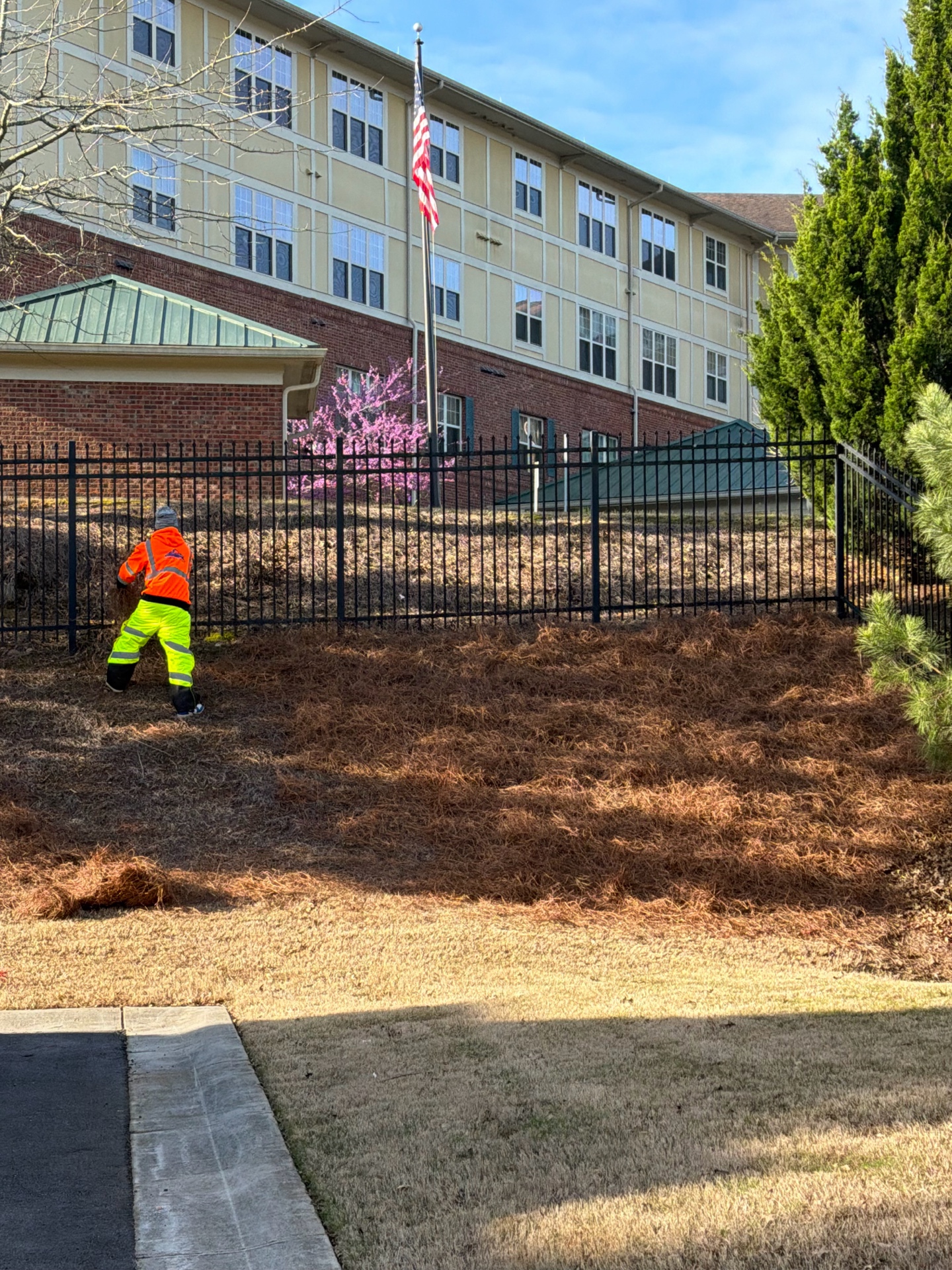 Worker spreading pine straw on commercial hillside