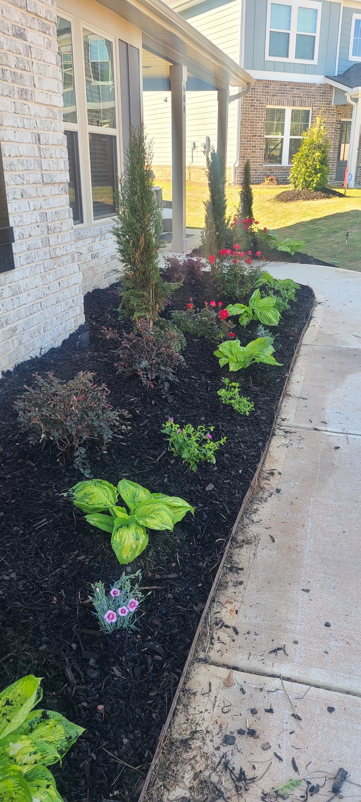 Flower bed with cypress and hostas